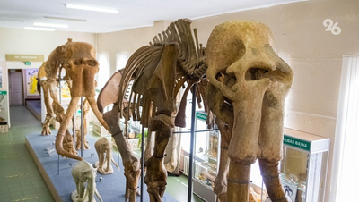 4 марта в 2015 год рядом с древним слоном Архипом встала слониха Нюся