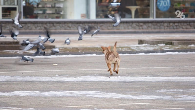 На Ставрополье укушенный собакой ребёнок получит 25 тыс. рублей по решению суда