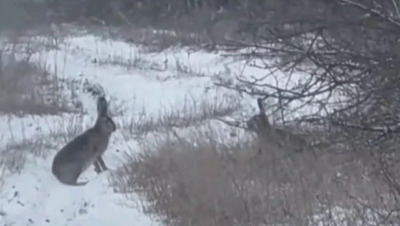 Жёсткая драка двух зайцев в брачный период попала в фотоловушку на Ставрополье