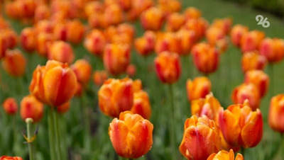 Более 800 тыс. тюльпанов и роз вырастили в Предгорном округе к 8 марта