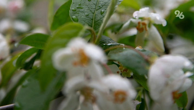 Юрист: Сбор некоторых первоцветов может обернуться штрафом до 1 млн рублей