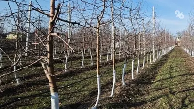 Ставропольцам рекомендовали перейти на барьерные методы защиты сада против вредителей