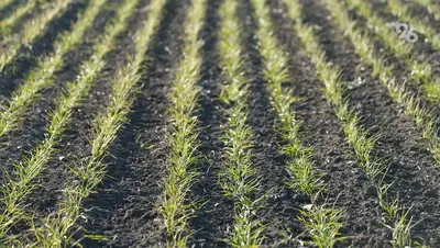 В Предгорье посевная расширяется: 7 тыс. га под яровые на 40% больше прошлого года