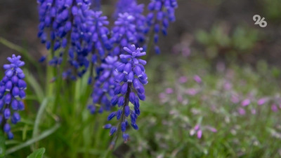 Врач Болибок: вакцины в виде таблеток под язык помогают от аллергии на цветение