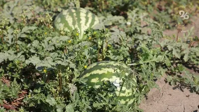 Кубанские аграрии рассчитывают на ранний урожай бахчевых до июля