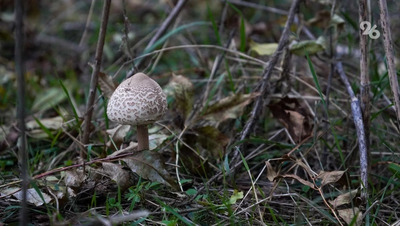 За сбор редких грибов и растений россиян могут оштрафовать на 5 тыс. рублей