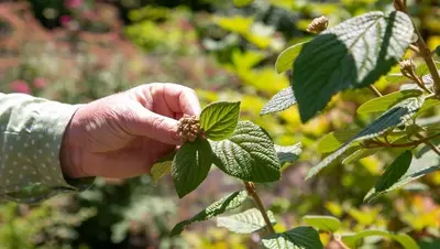 Краснодар в 2025 году высадил 38 тысяч кустарников и более 2 тысяч деревьев