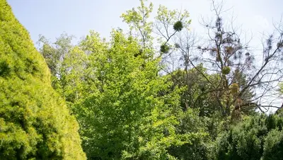 Ставрополье стартует пожароопасный сезон с 1 апреля