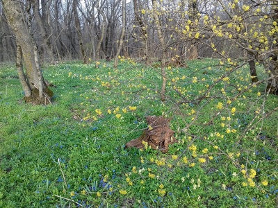 Новомарьевская поляна: уникальный ботанический заказник Ставрополья