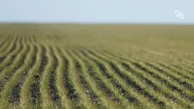 Старт посевной овощей открытого грунта в Ставропольском крае на 3,3 тыс. га