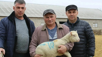 3,1 тыс. ягнят появились на свет в Степновском округе Ставрополья