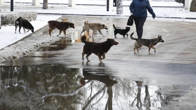 Бастрыкин повторно требует доклад по делу об отлове кусачих собак в Минводах