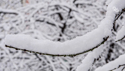 Глава округа на Ставрополье показал заваленные апрельским снегом сады на видео