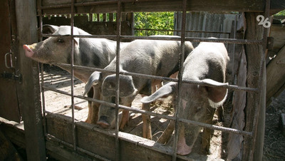 Суд заставил жителя Минвод перенести яму для свиного навоза из-за жалоб на вонь