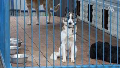 Спикер Думы Ставропольского края оценил идею лицензирования приютов для животных