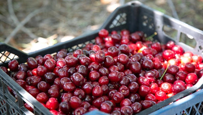 События в Иране грозят удорожанием черешни и стройматериалов — минэк Ставрополья
