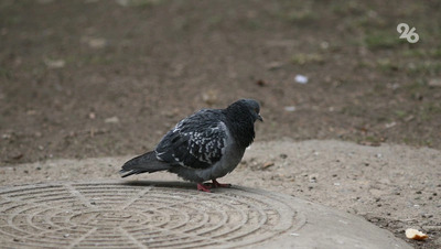 Российские юристы объяснили, кто должен убирать мёртвую птицу из подъезда