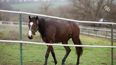 В Ессентуках лошади помогают ветеранам СВО