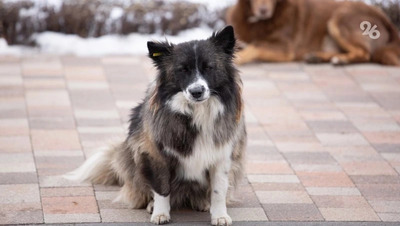 Следком проверит информацию о нападении собак на жителей Железноводска