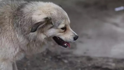 Глава Следкома РФ поручил возбудить дело из‑за бродячих собак в Железноводске