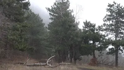 На Ставрополье лесхозы очистили 25,6 га лесов в лесополосах