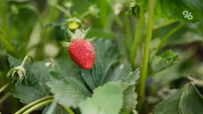 Ягодники Ставрополья планируют расширить на 10,8 га в сезоне