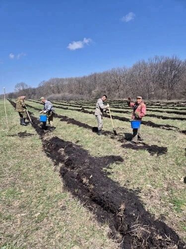 В Предгорном округе высадили сосну крымскую на 8,5 га