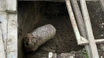 На Ставрополье спасатели достали из двухметровой ямы барана Борю