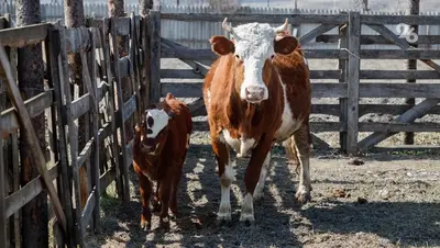 Ставрополье: молодежь уходит из офисов в фермерство
