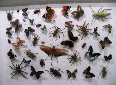 Музей насекомых