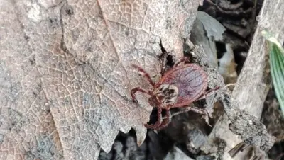 На Ставрополье 126 случаев укусов клещей выявили на прошлой неделе