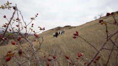 Курганный могильник в Кочубеевском округе признали объектом культурного наследия