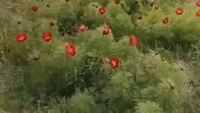 В Ставропольском крае стартовал сезон цветения редких пионов