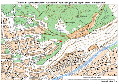 Великовозрастное дерево сосны Сосновского