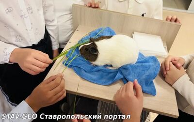 Урок английского «Покажи и расскажи»: встреча с морской свинкой Пухлей!
