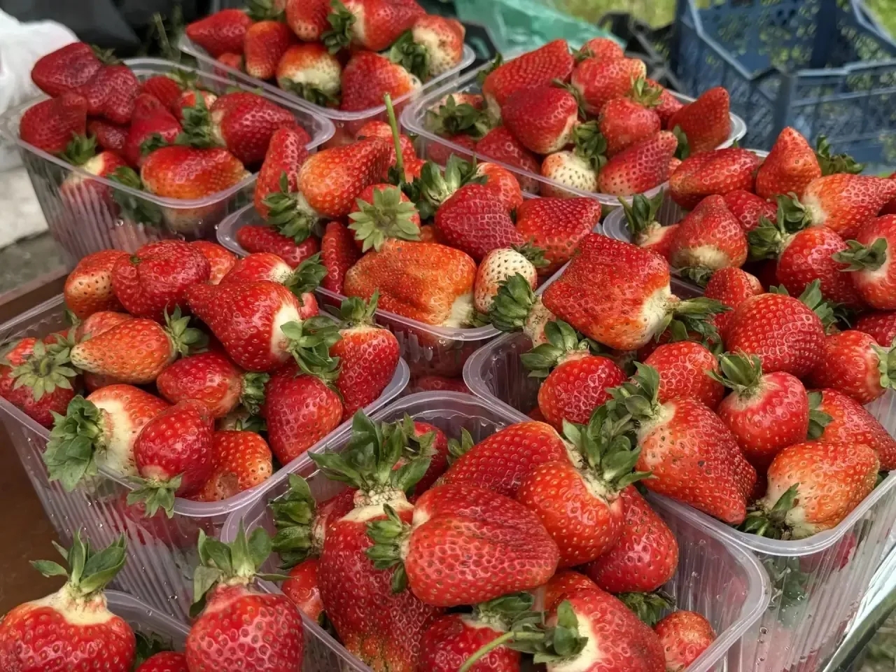 В Кочубеевском округе растет производство ягодой продукции