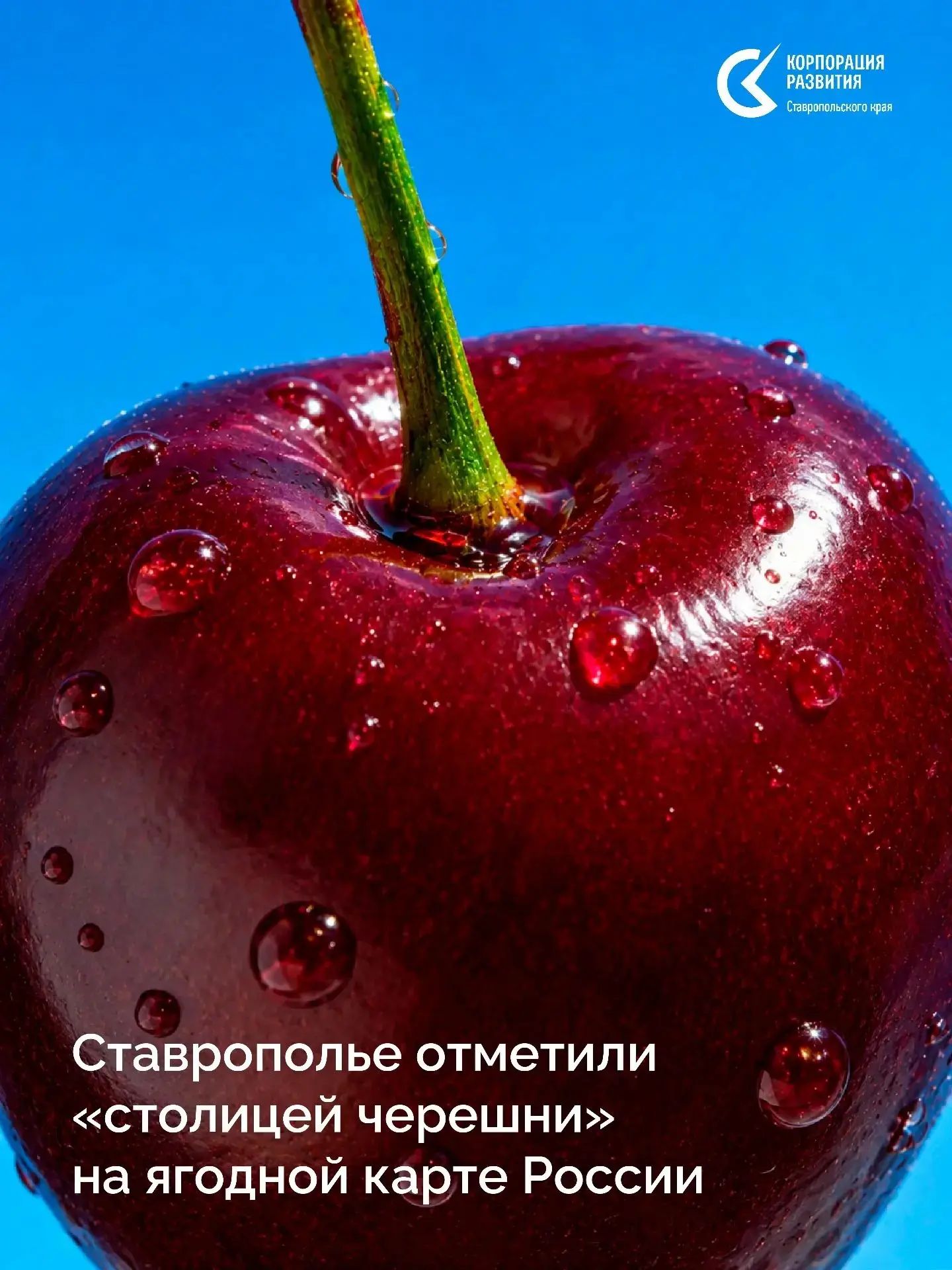 Ставрополье попало в «ягодную карту» России: черешня 2025