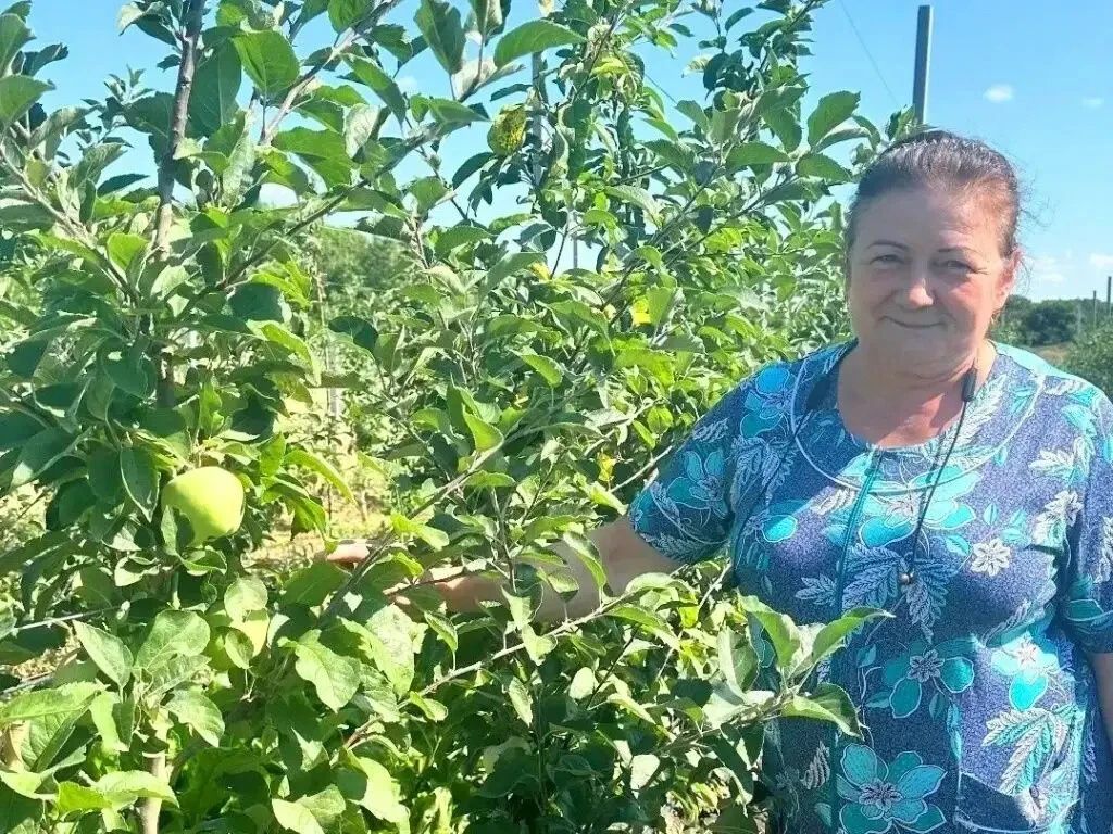 Новоселицкий округ: суперинтенсивный сад Нины Китаевой уже созревает