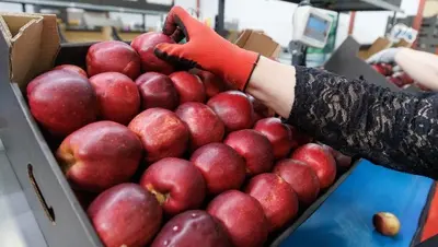 Садоводство на Ставрополье: рост производства посадочного материала