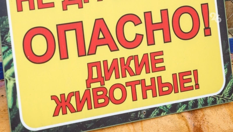 В Сочи медведь ночью проник в отель и напугал сотрудника