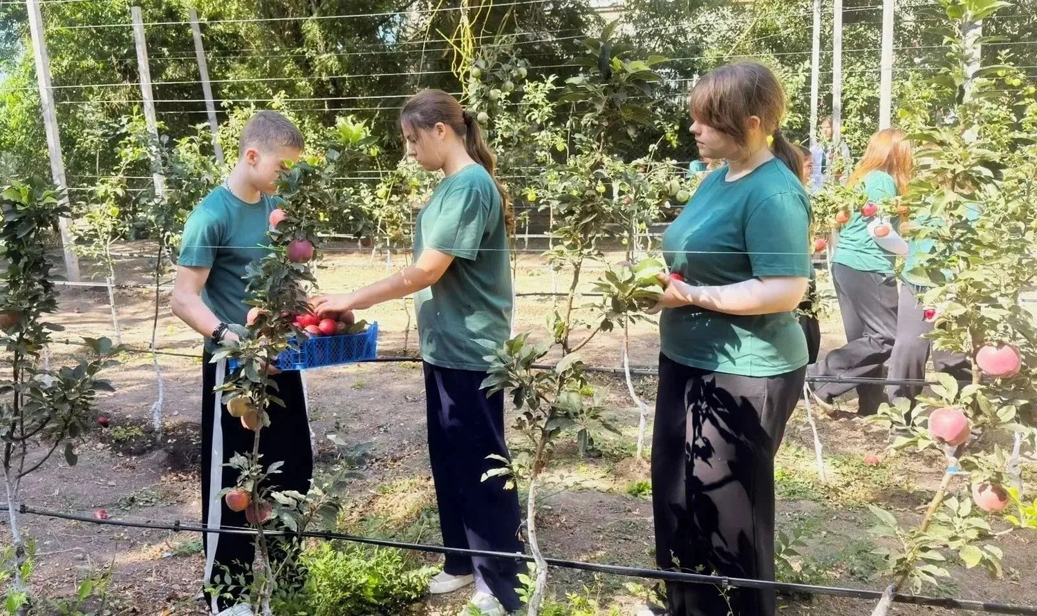Школьный сад в селе Покойном на Прикумье: собрали первый урожай