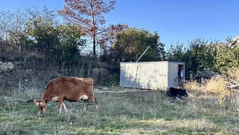 В Кисловодске коров, гулявших у школы, отправили на штрафстоянку