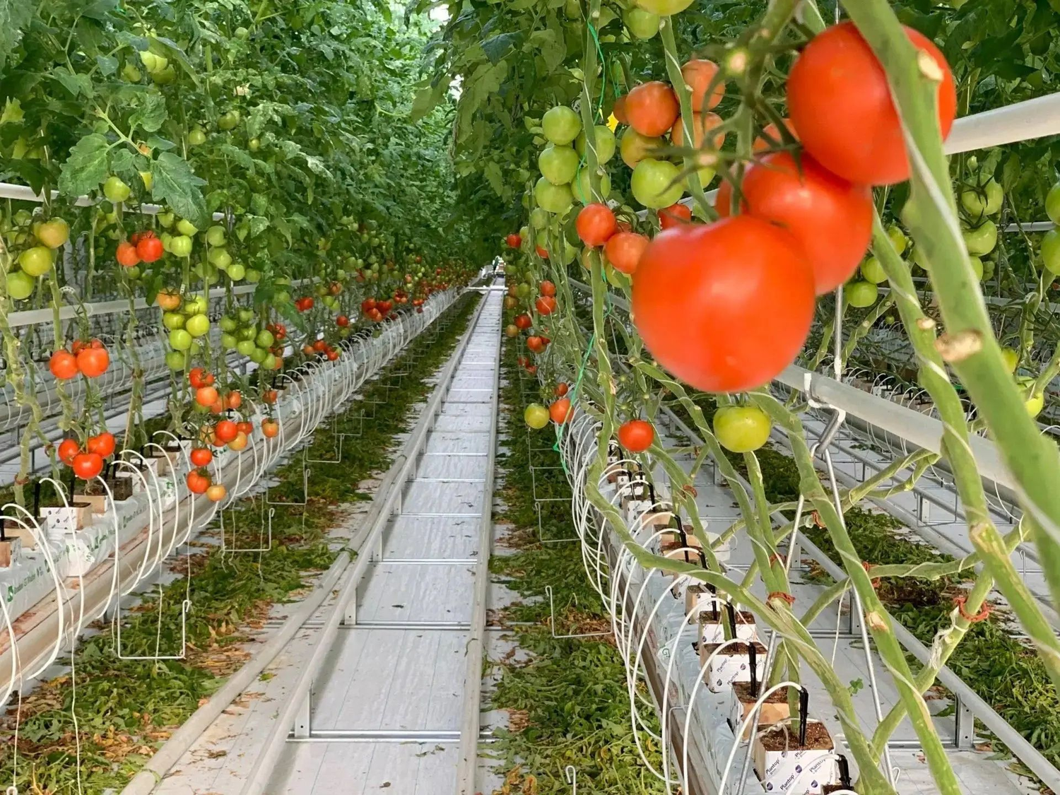 Производство тепличных овощей на Ставрополье выросло на 3%