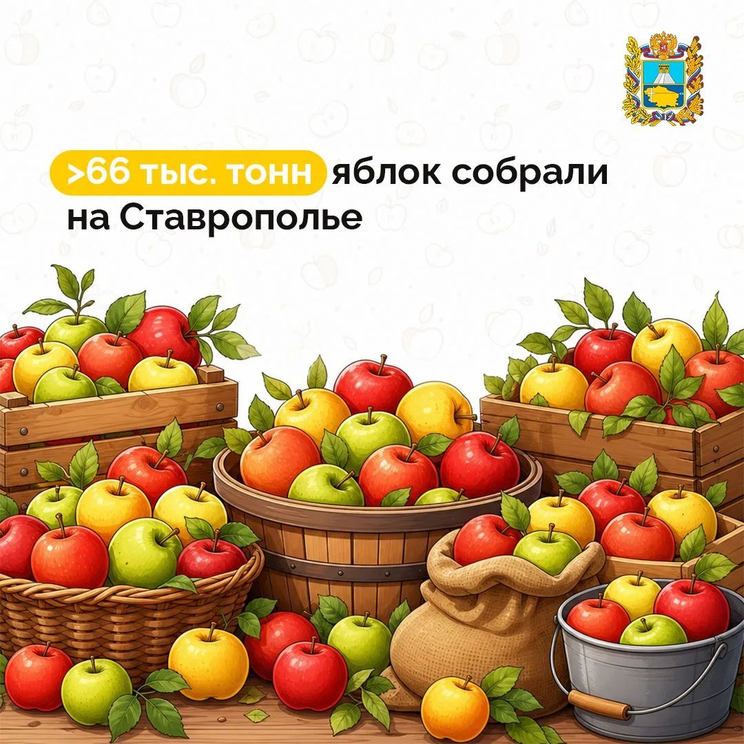 Ставрополье: сбор яблок поздних сортов превзошел 66,4 тыс. тонн