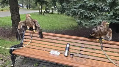 На месте дуэли Лермонтова изъяли двух краснокнижных орлов у фотографа