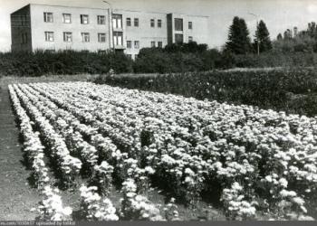 На фоне административного здания ботанического сада делянка с цветущим