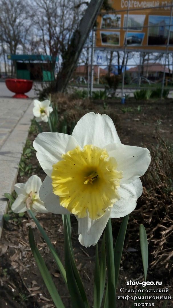 Вот и пришла весна, жилой район Гармония 12 апреля 2019