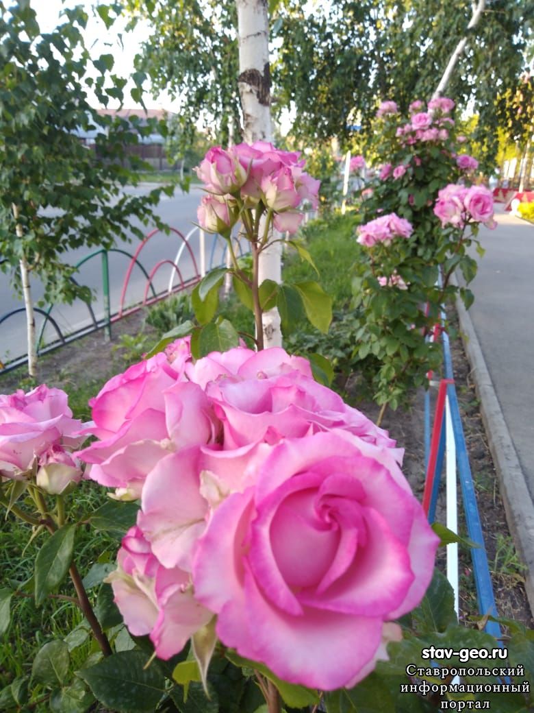 Жилой район Гармония в цвету, 9 июня 2019