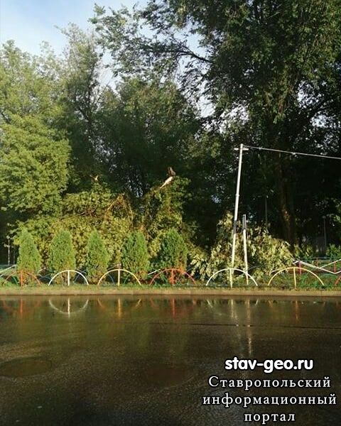 На аллее Ласточек в жилом район Гармония, непогода сломала дерево